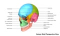 Human Skull